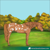 Horse Color:Chestnut Appaloosa 