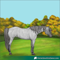 Horse Color:Blue Roan Appaloosa Rabicano 