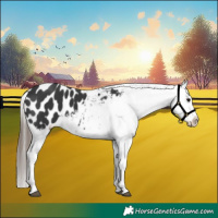 Horse Color:Black Appaloosa 