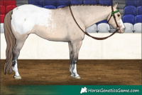 Horse Color:Bay Dun Snowcap 