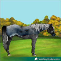 Horse Color:ERROR: UNKNOWN ANOMALY