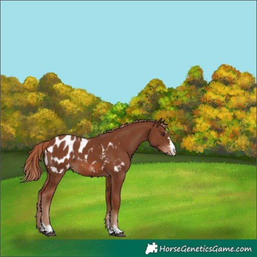 Horse Color:Chestnut Blanket