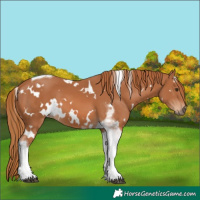 Horse Color:White Spotted Chestnut Tobiano 