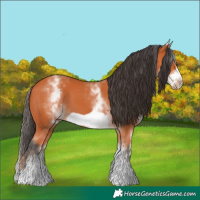 Horse Color:White Spotted Bay Frame