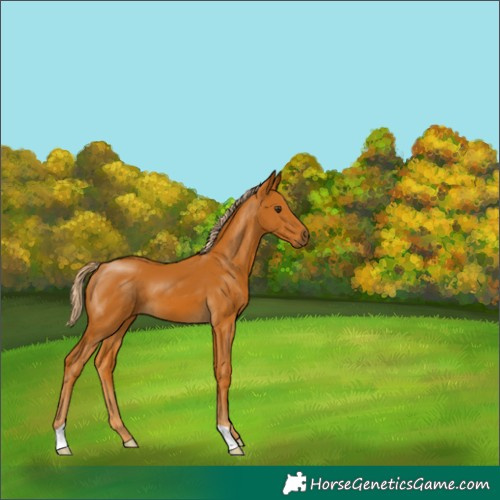 Horse Color:Palomino 