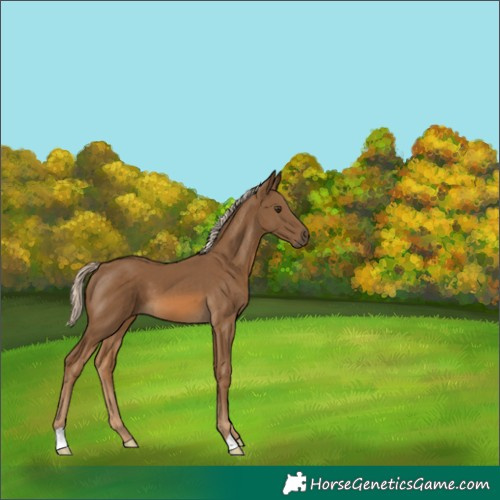 Horse Color:Chocolate Palomino 