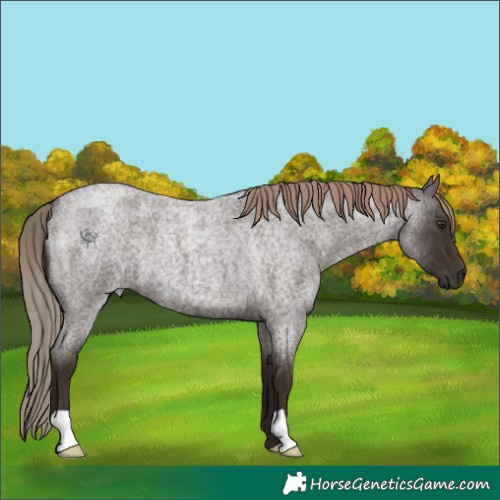Horse Color:Liver Red Roan 