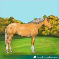 Horse Color:Palomino