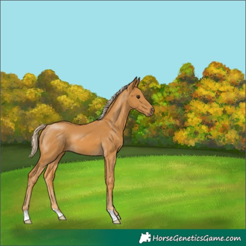 Horse Color:Palomino