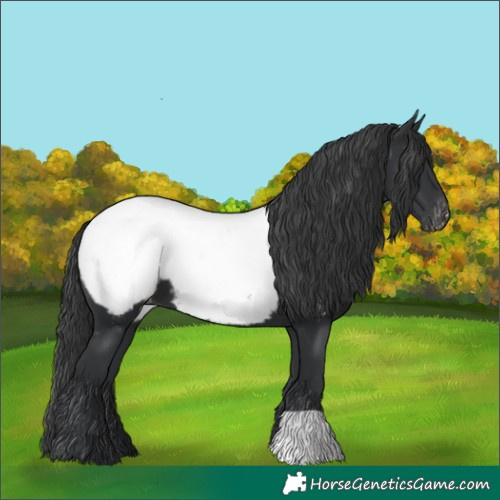 Horse Color:Black Near Fewspot 