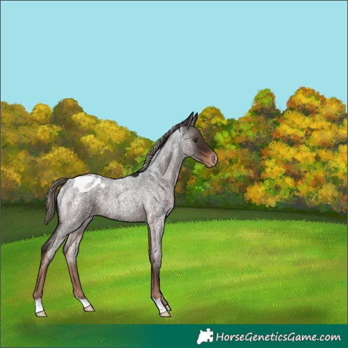 Horse Color:Liver Red Roan Appaloosa 