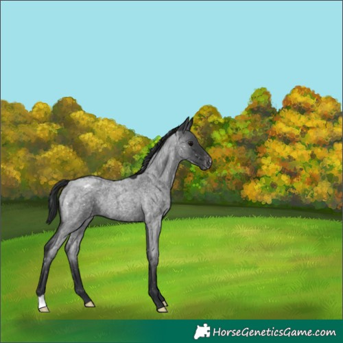 Horse Color:Blue Roan Snowflake Varnish 
