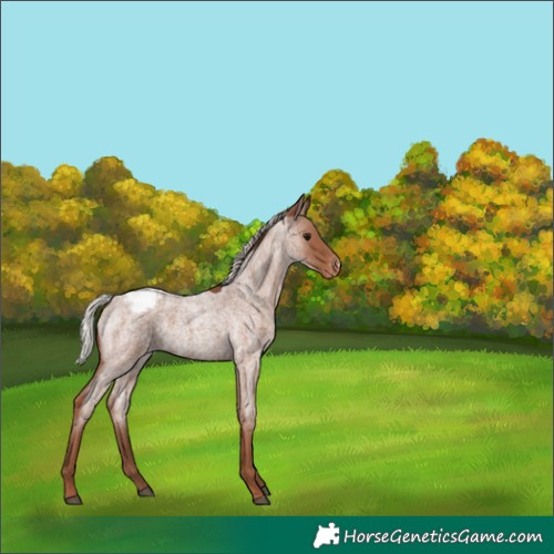 Horse Color:Silver Blue Roan Snowcap 