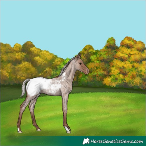 Horse Color:Silver Blue Roan Snowcap 