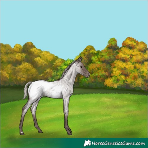 Horse Color:Silver Blue Roan Snowcap 