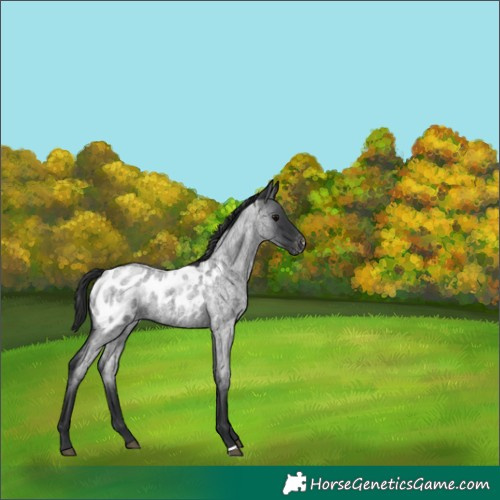 Horse Color:Blue Roan Appaloosa 