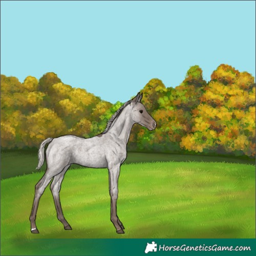 Horse Color:Silver Blue Roan Varnish 