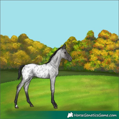 Horse Color:Blue Roan Appaloosa 
