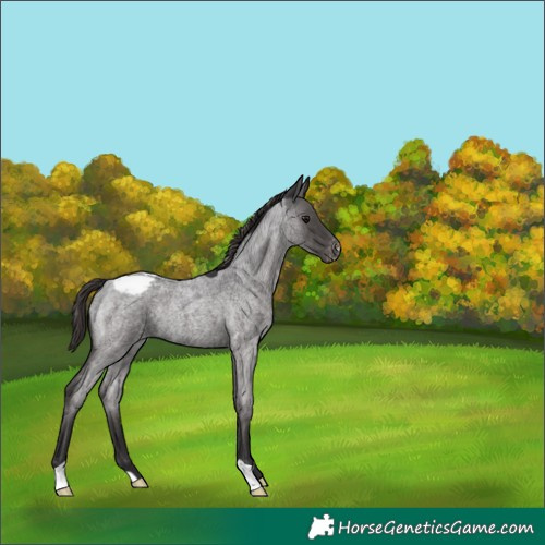 Horse Color:Smoky Blue Roan Snowcap 
