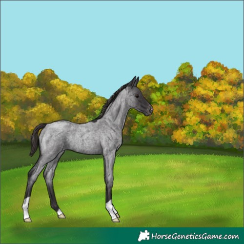 Horse Color:Smoky Blue Roan Varnish 