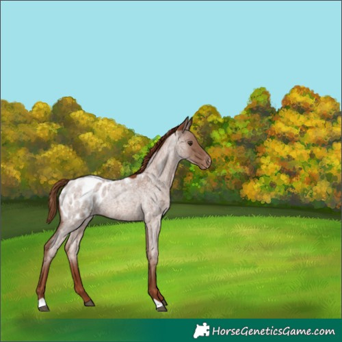 Horse Color:Red Roan Appaloosa 