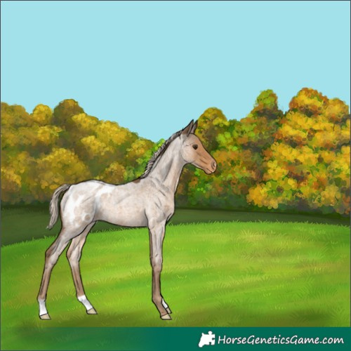 Horse Color:Chocolate Palomino Roan Blanket 