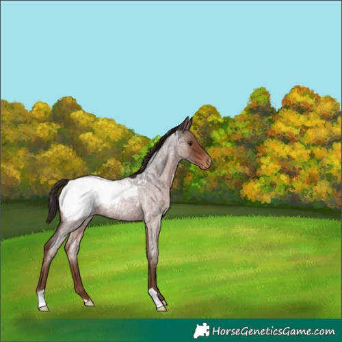 Horse Color:Liver Red Roan Snowcap 