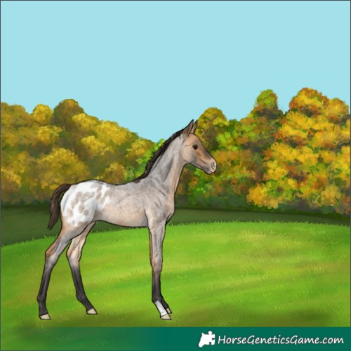 Horse Color:Buckskin Roan Appaloosa 