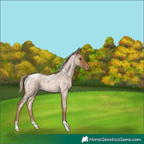 Horse Color:Chocolate Palomino Roan Appaloosa 
