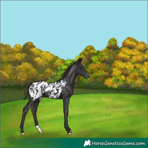 Horse Color:Smoky Black Appaloosa 