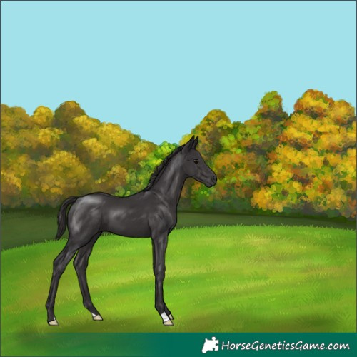 Horse Color:Smoky Black 