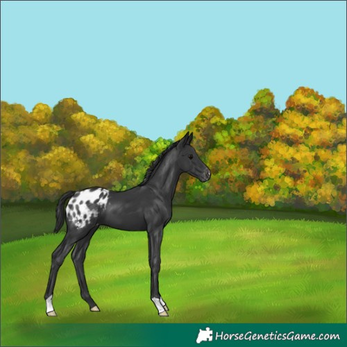 Horse Color:Black Appaloosa 