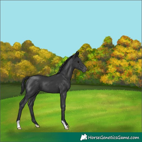 Horse Color:Black Appaloosa 