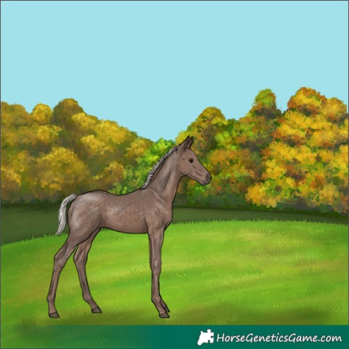 Horse Color:Silver Black 