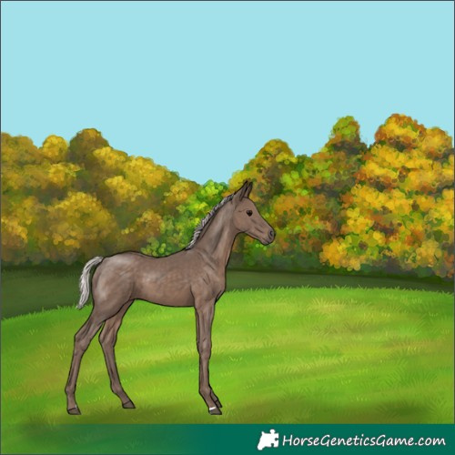 Horse Color:Silver Black 