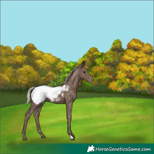 Horse Color:Silver Black Appaloosa 