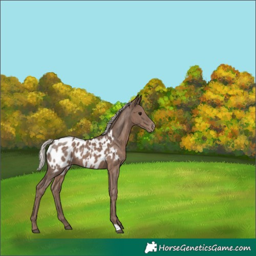 Horse Color:Silver Black Appaloosa 