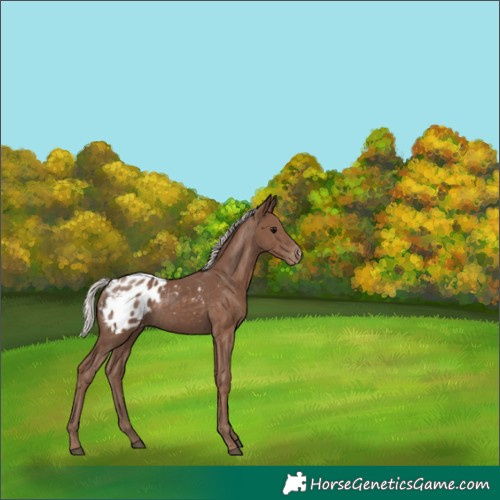 Horse Color:Silver Black Blanket 