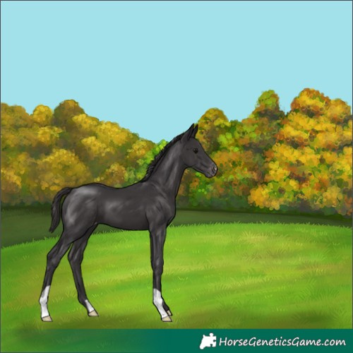 Horse Color:Smoky Black Varnish 