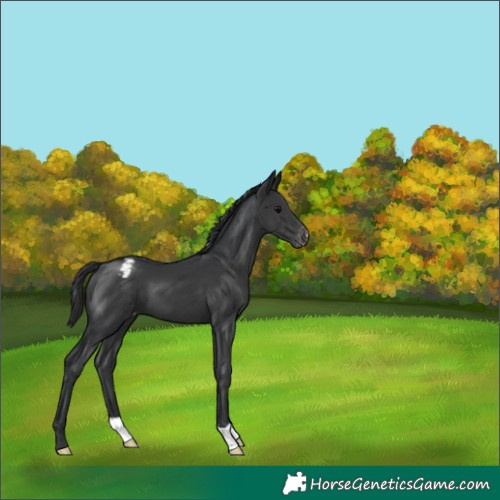 Horse Color:Black Appaloosa 
