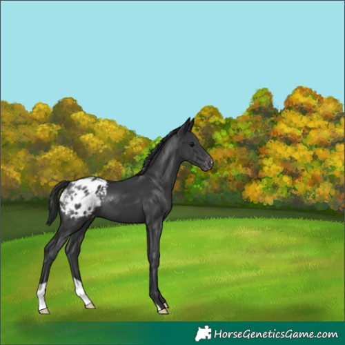 Horse Color:Black Appaloosa 