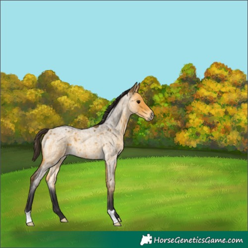 Horse Color:Buckskin Roan 
