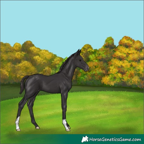 Horse Color:Smoky Black Appaloosa 