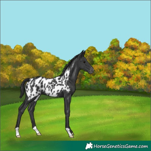 Horse Color:Black Near Leopard 