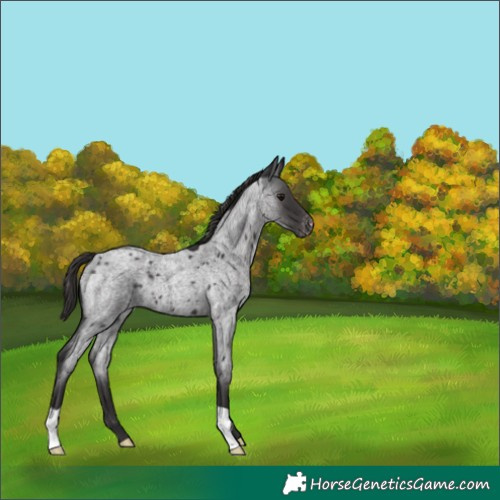 Horse Color:Smoky Blue Roan Appaloosa 