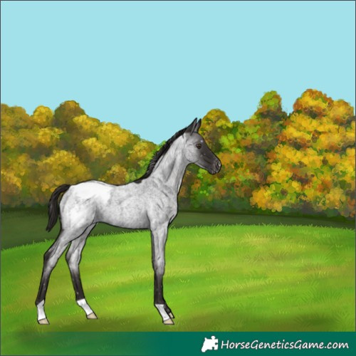 Horse Color:Liver Red Roan Appaloosa 