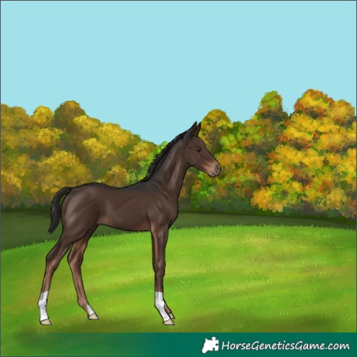 Horse Color:Liver Chestnut 