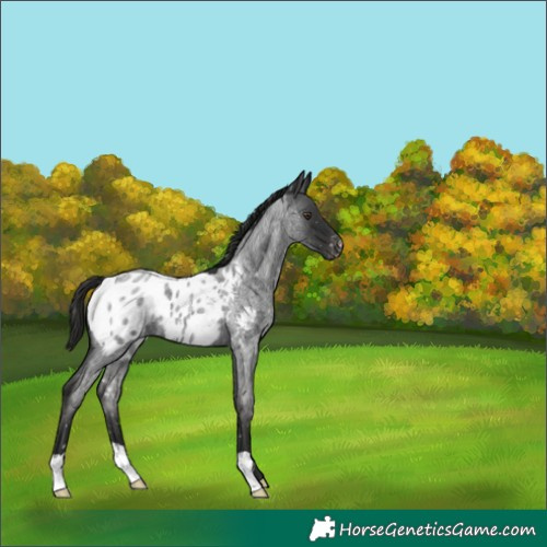 Horse Color:Liver Red Roan Appaloosa 