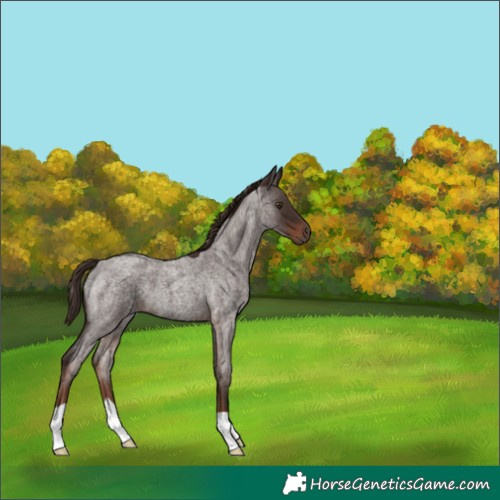 Horse Color:Liver Red Roan 