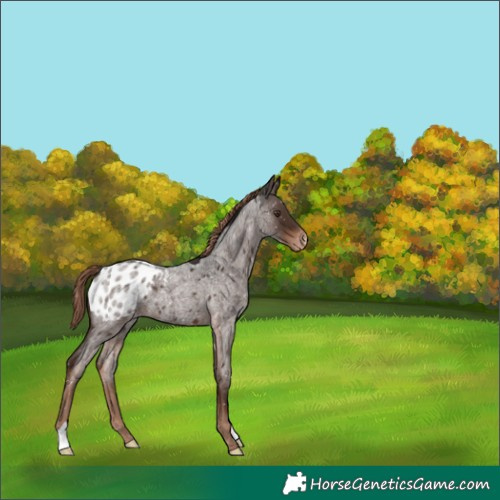 Horse Color:Liver Red Roan Appaloosa 